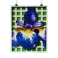 Poster - Iris 1 Painting